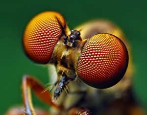 Yeux de mouche Yeux de mouche