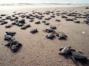 Le silence des Tortues